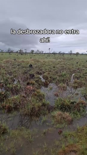 #bolivia #trinidad #bolivia🇧🇴tiktok #Beni #pecuaria