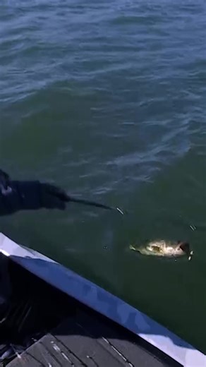 The Bass Pro Tour rookies are putting everyone on notice on Guntersville. @Banksshawfishing weighs in another solid bass at 5 pounds, 11 ounces. He is currently in first place being chased by fellow rookie Jacob Walker. @Explore Lake Guntersville #alabama #bassfishing #fishing #catchandrelease #explorelakeguntersville