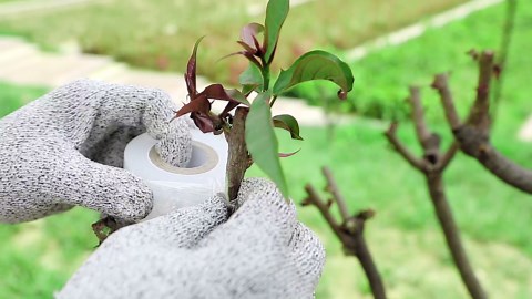 Grafting Knife With 2 Blades & 2 Tapes - Stainless Steel Gardening Tool for Plant Grafting, Pruning, Fruit Picking - Portable Rosewood Handle, Bark Lifter (Foldable)