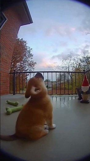 Puppy's Hilarious Rap Song for Snacks 🎤🤣 #dogsongs #funnydogs #puppylove #doorbellcam #youtubeshorts
