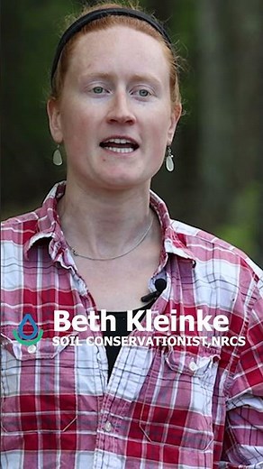 Forest Management for Spruce Budworm on Private Land in NE Minnesota #forestry #treeplanting