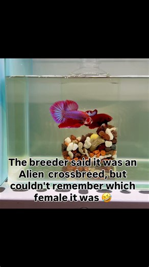 Nick | #bettafish #justfishything #aquarium #bettalover #bettabreeder Alien crossbreed | Instagram