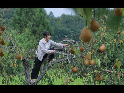 Boiling Autumn Pears with a 1,000 Year Old Secret Recipe 🍐✨