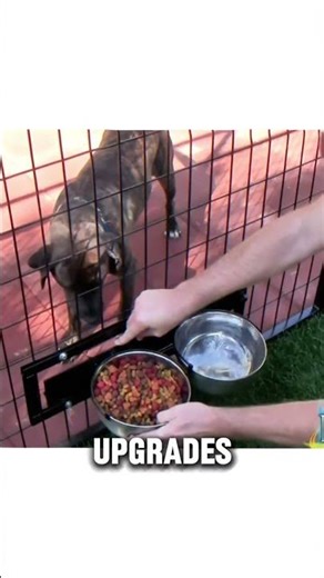 Finally a Kennel Dogs Don't Escape From 🐶 #dogkennel #petsafety
