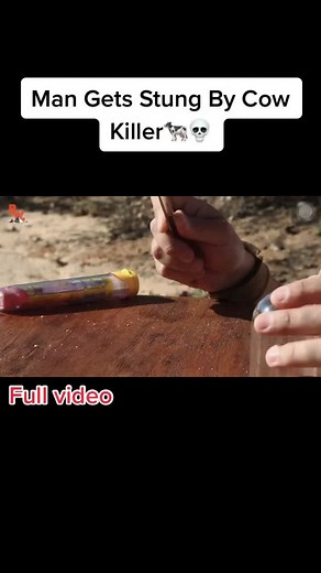 Man gets stung by a cow killer 🐄💀 #fyp #viral #bug #sting