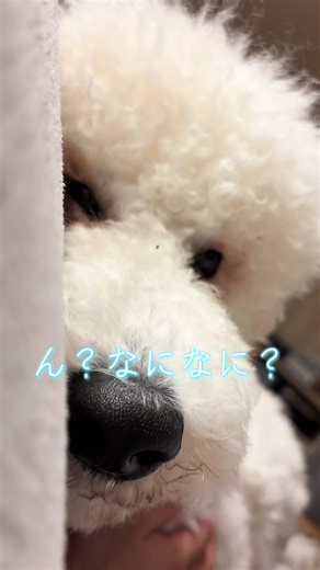 スタンダードプードルの魅力と生活