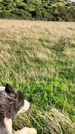Gorgeous Border Collie Running in Field TikTok Video