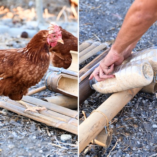 23K views · 40 reactions | Ratproof chicken feeder for your farm  | 5-Minute Recycle | Facebook