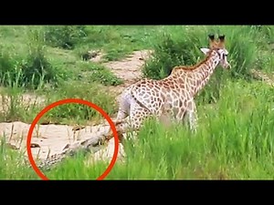 Long Battle Between Giraffe and Crocodile - video by LS | Ruby Life