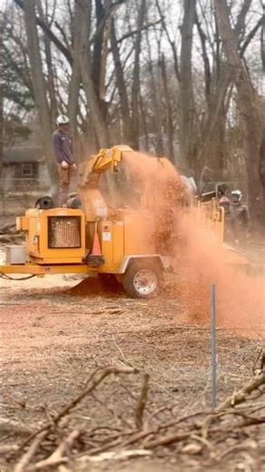 Little Chipper in the Big Woods #woodchipper #landclearing #arborist #logging #treeremoval #work
