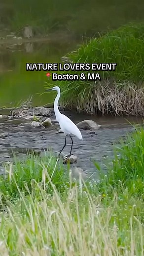 Hoamsy Boston on Instagram: "Calling All Nature Lovers in Boston & MA 📍Try Birdwatching 🦅 This experience is a guided walk with a local birding guide leading you to a variety of habitat types and landscape features in search of birds!🐧 🗓️5/12 + more📍Cambridge + more locations. Find the event and tix on Hoamsy via bio 🎟️ Details: Pick between Cambridge, Stoneham and Plum Island to go on this unique adventure. 🐦 Cambridge 🪶The Mt. Auburn Cemetery is an urban oasis birding hotspot (just 6 m