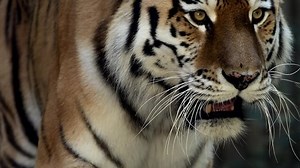 4k120 Fps Super Slow Motion Video Stock Footage Video (100% Royalty-free) 1096282273 | Shutterstock