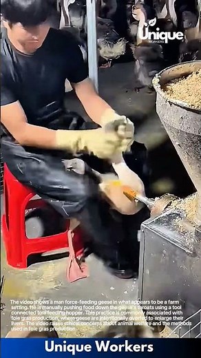 Force Feeding Geese: Manually Feeding Geese for Foie Gras Production
