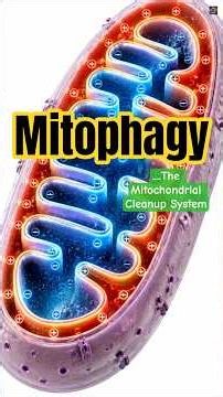 Mitophagy: What Happens When Damaged Mitochondria Aren't Removed?