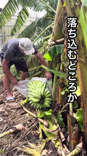 台風被害が想像以上にやばかった。#沖縄 #バナナ #無農薬 #自然栽培 #台風