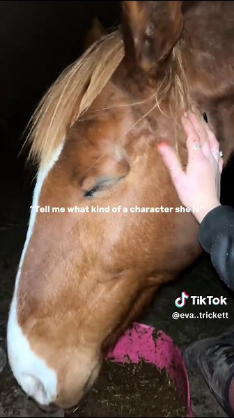 Definitely best mare ever #horsesoftiktok #horsegirl #horseriding #fyp #fypdong
