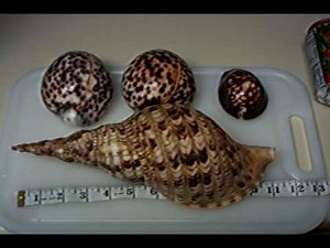 Giant Hawaiian Tiger Cowries "My Shell Collection"
