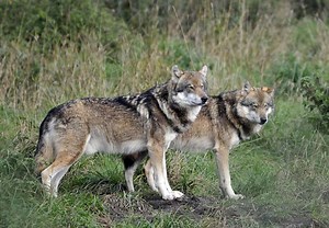The Two Wolves That Are Dangerous To Your Faith | About Islam