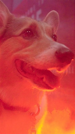 Who Let the Dogs Out? 🐾 🐶 Corgi Race 📆 Tuesday, November 18 📍 E.A. Diddle Arena Come see the Hilltoppers next Tuesday night and witness a corgi race halftime show — tipoff is at 6:30 PM! | WKU Hilltopper Basketball