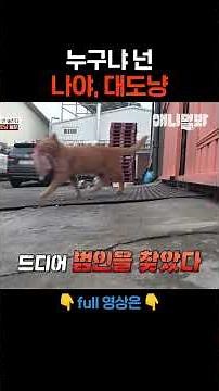 잃어버린 사료를 찾아서 #애니멀봐 #shorts