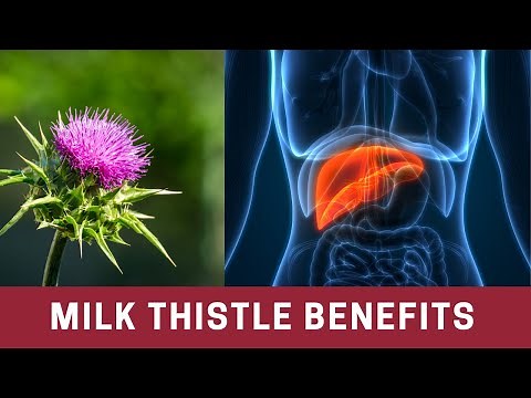 Detox & Repair your Liver with Milk Thistle | The Frugal Chef