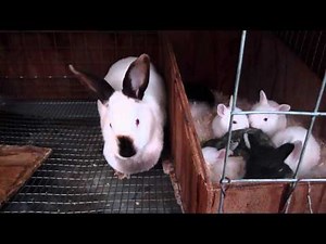 Breeding Rabbits FAQ