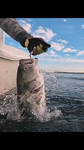 5.4K views · 43 reactions | "Gators.” “Choppers.” “Yellow-eyed...