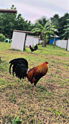 Exploring the World of Sabong Culture