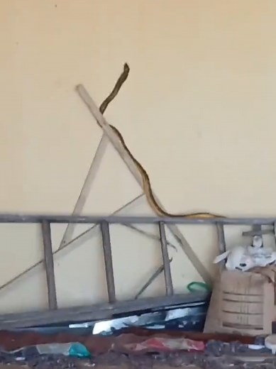 SnakeRescue NSRR Eastern Cape on TikTok