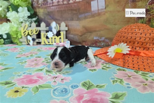 Lucy - Cocker Spaniel Puppy 0B9AD5