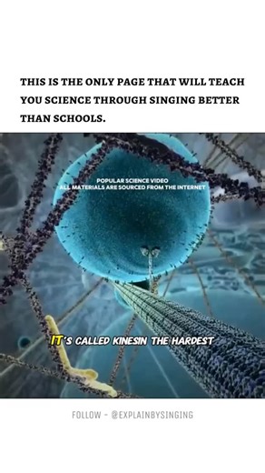 Teacher ~ on Instagram: "Kinesin is a motor protein found inside cells that helps in intracellular transport. It moves along microtubules, which act like tracks inside the cell. Using energy from ATP, kinesin carries important materials such as vesicles, proteins, and organelles from the center of the cell toward the outer regions. Kinesin plays a crucial role in nerve cells, where it helps transport materials over long distances. Without kinesin, proper cell functioning and communication would 