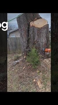 Rotted Tree Stump Gushes Water || ViralHog