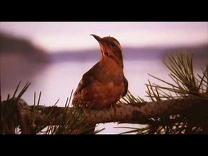 Angelo Badalamenti - Twin Peaks Theme (DISC1) #twinpeaks