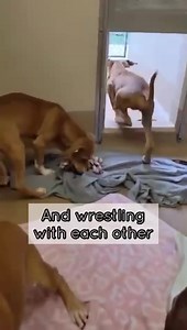 These adorable 3 months old Hound mix puppies hope to find their forever homes today! | Collin County Adoptable Pets in McKinney Tx