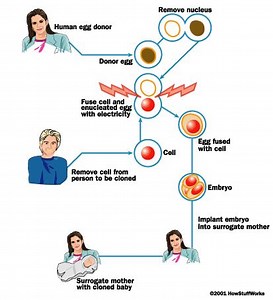 The Future of In Vitro Fertilization