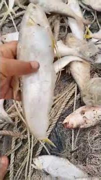 আমাদের জাতীয় মাছ ইলিশ ধরা হচ্চে দেশের দক্ষিণ বঙ্গের নদীতে।#HilsaFishing #SouthBengal #FishingBoat