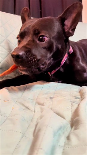 Healthy Dog Treats Featuring Whole Duck Feet