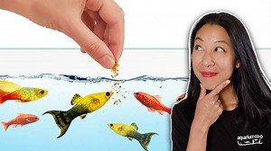 26 reactions | Why won't your aquarium fish eat (even though they're perfectly healthy)? Turns out fish have preferences when it comes to food size, longevity, and ingredients. Learn about the most popular types of fish foods to feed your aquarium. #AquariumCoop | Aquarium Co-Op | Facebook