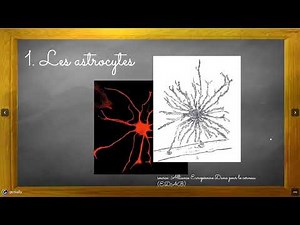 Terminale spécialité SVT: Les cellules du cerveau