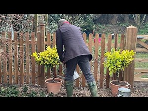 Repotting Bay Trees-Why Are My Bay Trees In Pots Yellow #baytree #gardening #gardeningtips #garden