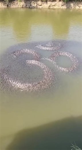 Gathering of Fish as a Sign from Lord Hanuman