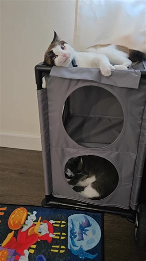 Meet Sagwa🐱 He was rescued last year. he is very loving and vocal