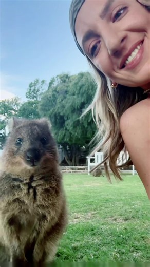 Quokka Selfies on Rottnest Island: A Unique Adventure