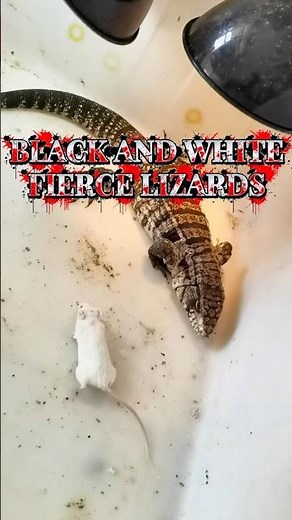 LIZARDS VS WHITE MOUSE#lizard #animallife #animalworld