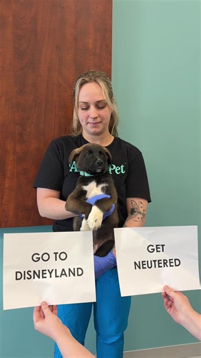 The Importance of Spaying and Neutering Pets