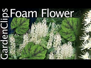 Foam Flower - Tiarella cordifolia - Grow Foam Flower