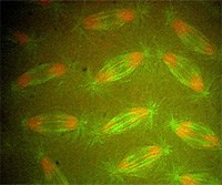Live Cell Imaging of Mitosis