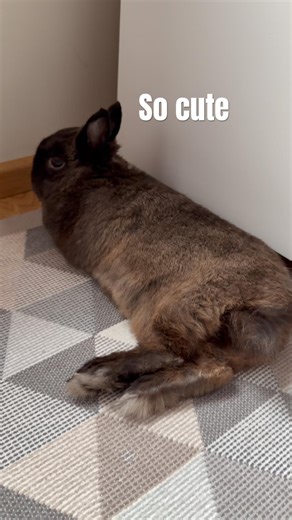 Jakko bunny. Cute dwarf rabbit #bunnystory #hermelin #rabbit #cutepets