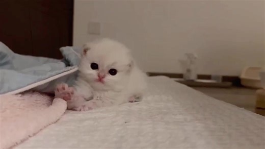 Adorable Kittens: Ultimate Cuties You Can't Resist
