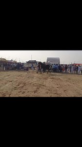 Satguru nanak 13,13 stud farm. display horse show hanumangarh Rajsthan. मारवाड़ी घोड़ा श्री गंगानगर से डिस्प्ले शो हनुमानगढ़ पहुचा। #nukrahorse #horselife #horse #horseriding #horseshow | GOAT TV